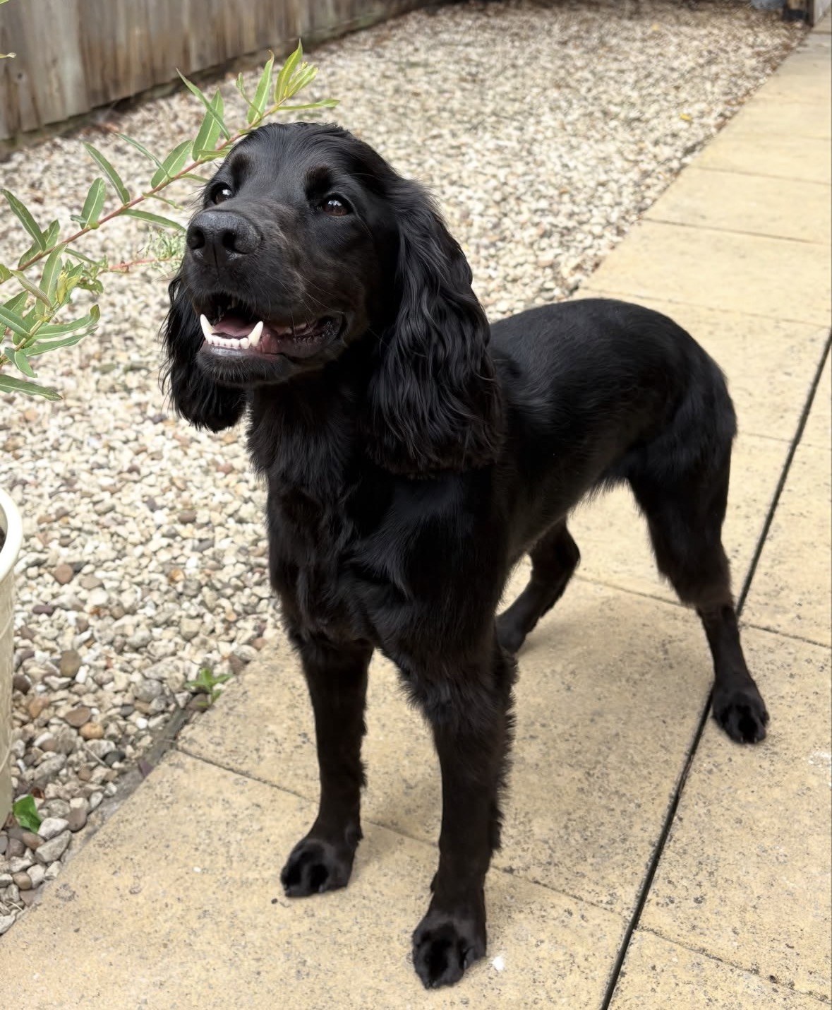 Black dog enjoying time outdoors