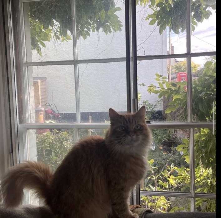 Cat relaxed at home