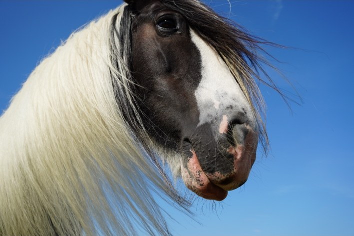 Horse receiving care