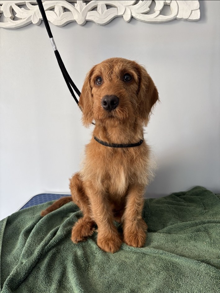 Dog after grooming care