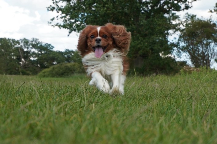 Dog enjoying a countryside walk