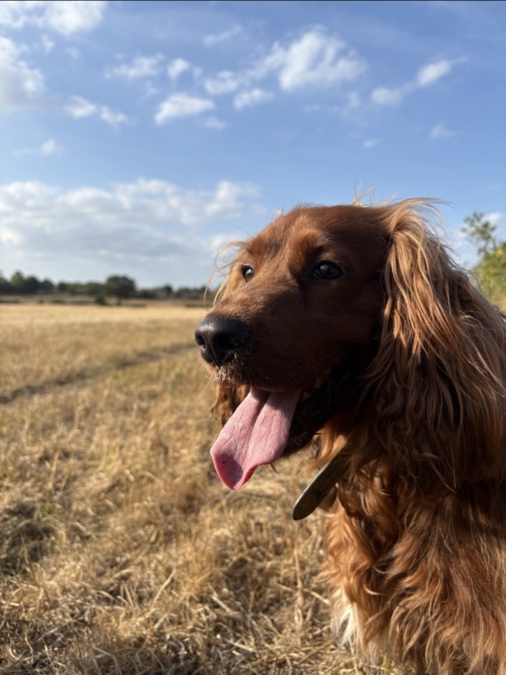 Dog enjoying a countryside walk